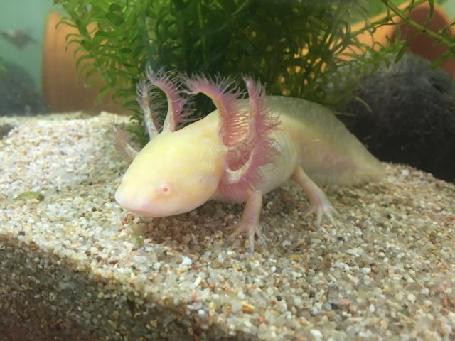 Photo 3 axolotl a vendre image 2/3