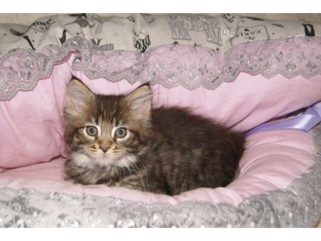 Photo 3 chatons Maine Coon image 2/3