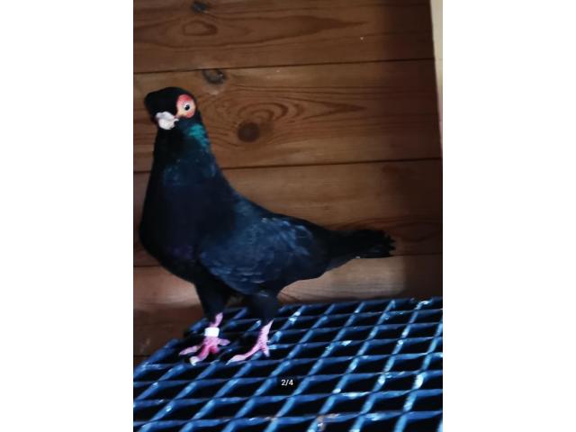 Photo 3 PIGEONS A DONNER image 2/3