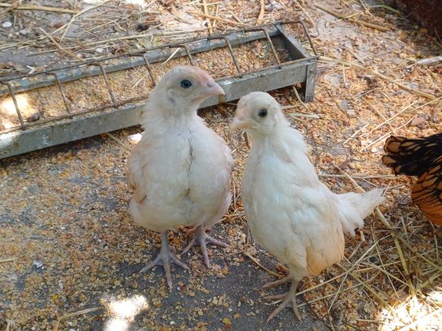 Photo 3 poussins  sebright pour 15 euros image 2/3