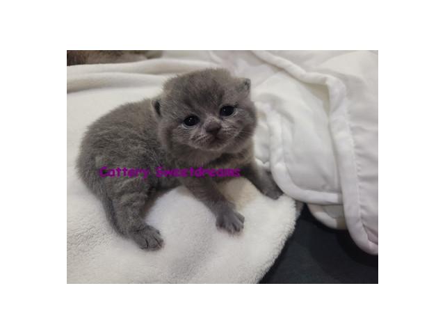 Photo 4 chatons british shorthair loof bleu elevage familial dispo sept image 2/5