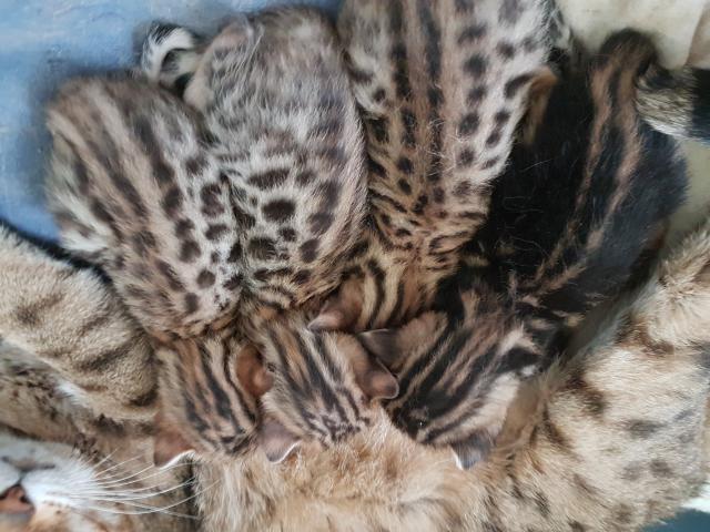 Photo 4 superbes chatons Bengal à vendre image 2/3