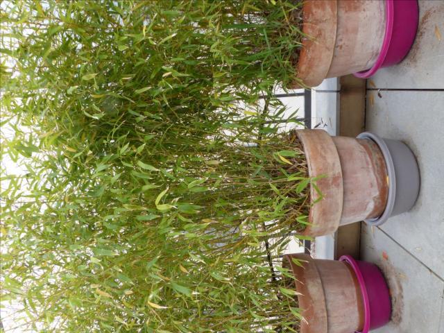 Photo 6 pots de bambou image 2/3