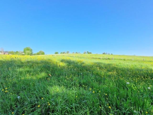 Photo 6830 Les Hayons : très beau terrain, 1Ha 44a 66ca. image 2/4