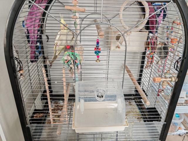 Photo À donner 3 calopsites sans cage. image 2/3