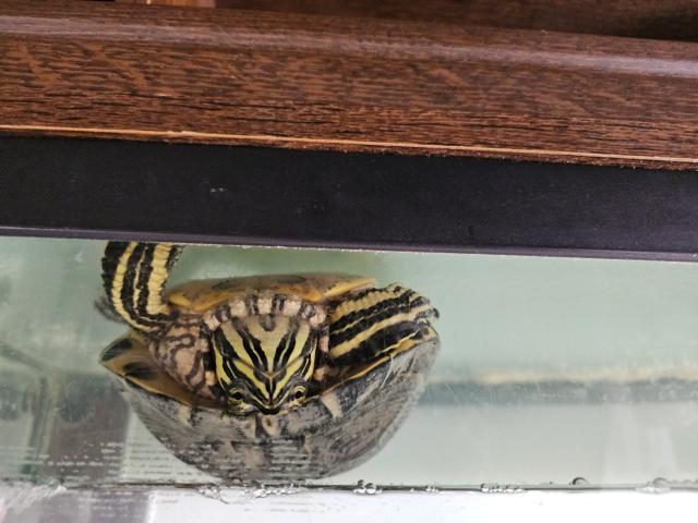 Photo À donner tortue image 2/3