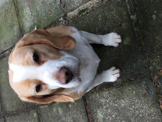 Photo À donner un Beagle de 3 ans bonne santé passeport européenne image 2/2