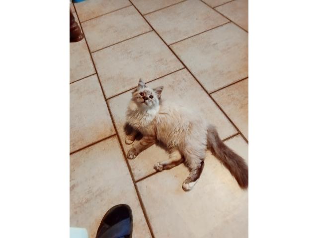 Photo A réservé chatons image 2/3