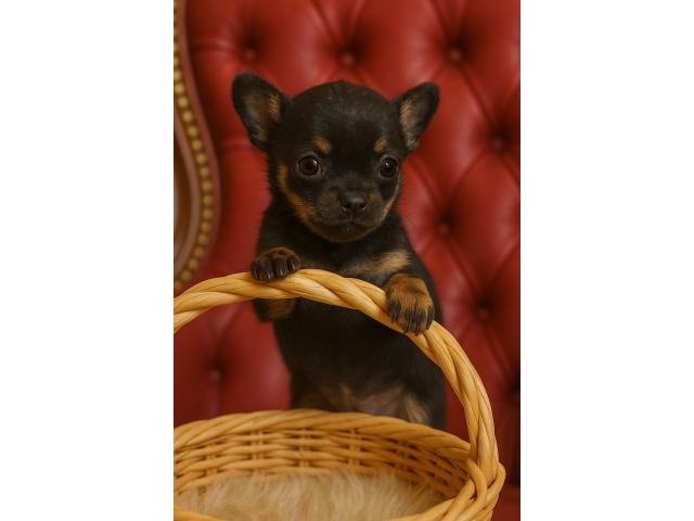 Photo A réservée bébé chihuahua image 2/3