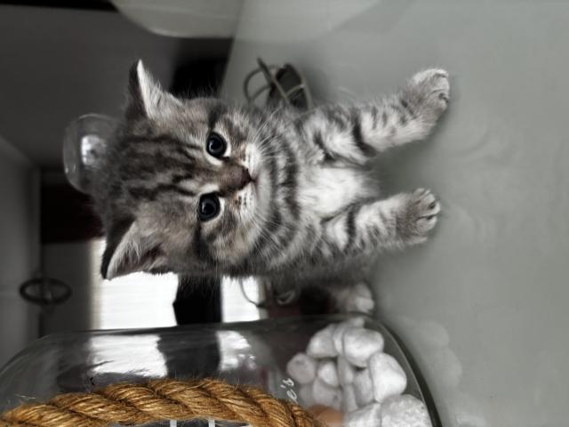 Photo À réserver : 5 adorables chatons British Shorthair ! image 2/3