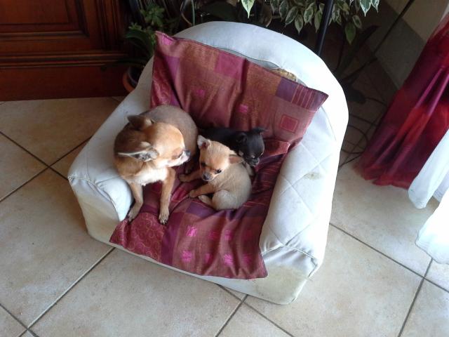 Photo a reserver chiot mal chichuahua image 2/6