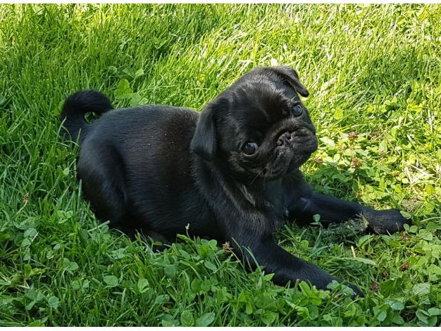 Photo A réserver chiots carlins LOF image 2/3