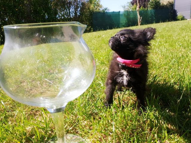 Photo A saisir un Mini Mini type spitz pomeranian image 2/3