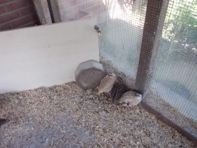 Photo a v cailles image 2/3