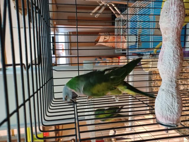 Photo A vendre 1  couplé de grandes perruches Derby image 2/4