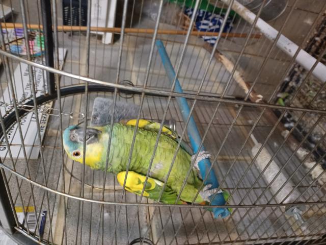 Photo A vendre 2 perroquets amazones image 2/6