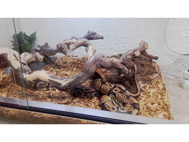 Photo A vendre : 2 pythons royaux image 2/2
