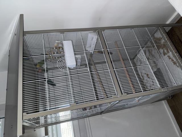 Photo À vendre : 4 inséparables avec grande cage – 300€ image 2/3