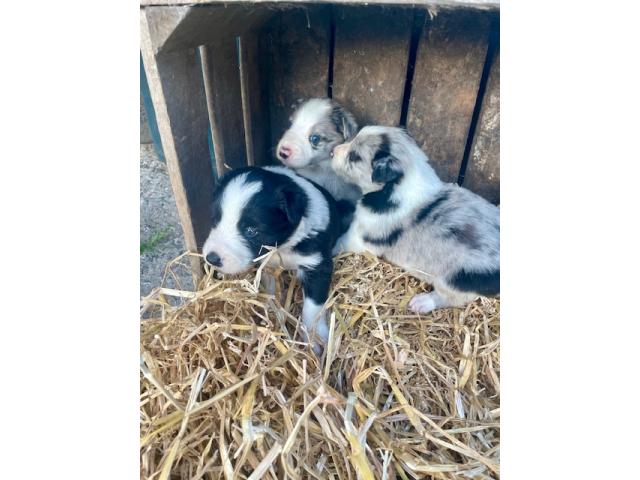 Photo A vendre Border Collie image 2/6