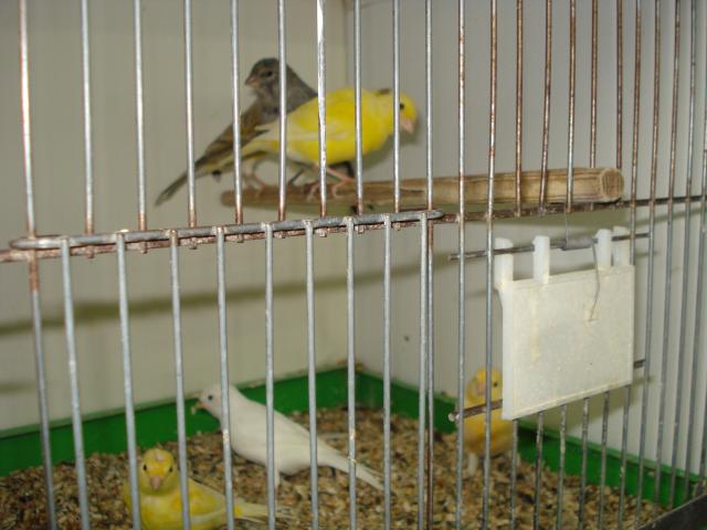 Photo A vendre canaris 2023 image 2/3