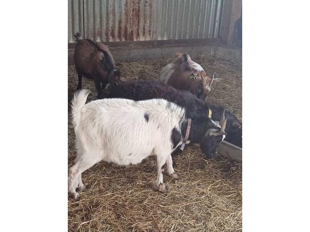 Photo à vendre chèvre naine deux ans suitée ou pleine à terme image 2/2
