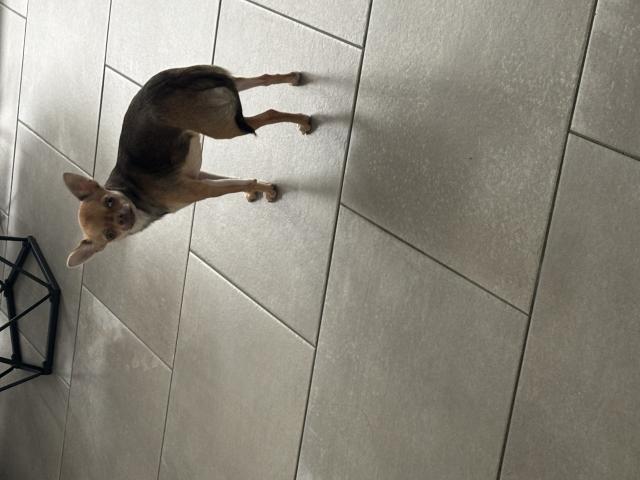 Photo À vendre chiot femelle chihuahua image 2/2