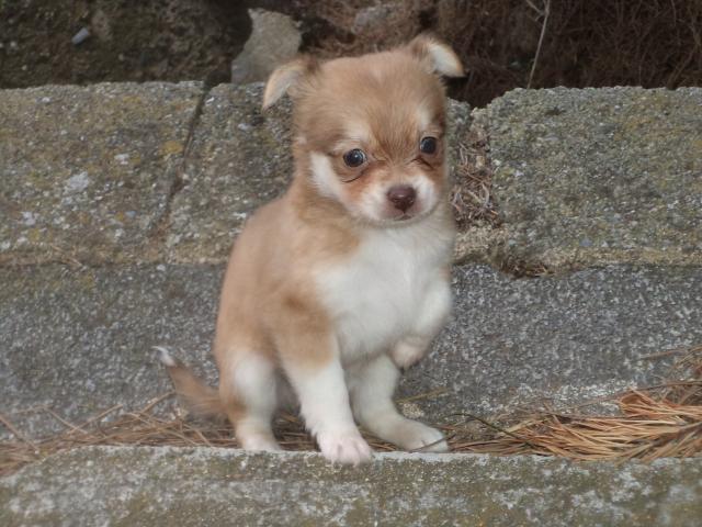 Photo A vendre Chiots Chihuahuas de 3 mois. image 2/4