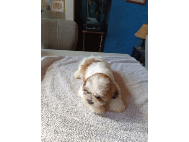 Photo A vendre chiots Shih Tzu image 2/6