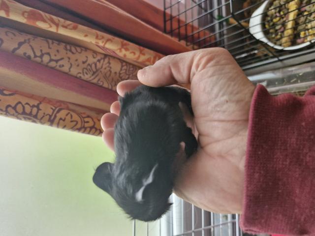 Photo A vendre  cochon d inde image 2/2