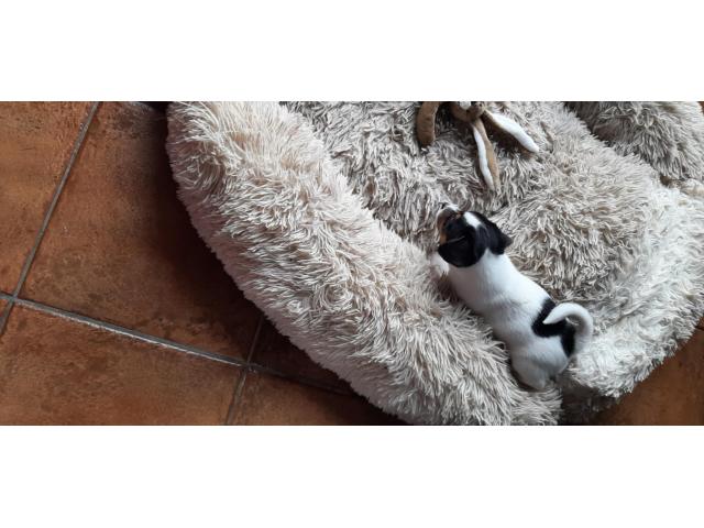 Photo a vendre de jolis bebe jack russel image 2/6