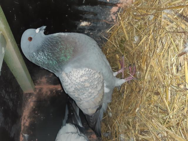 Photo A vendre divers jeunes pigeons image 2/6
