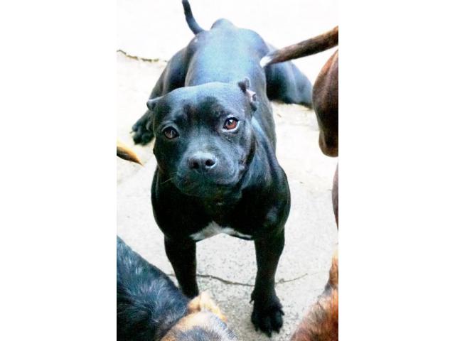 Photo A vendre femelle Staffordshire Bull Terrier (staffie) noire de 2 ans image 2/2