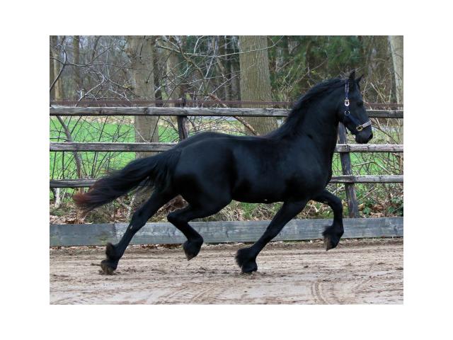 Photo à vendre hongre frison image 2/2