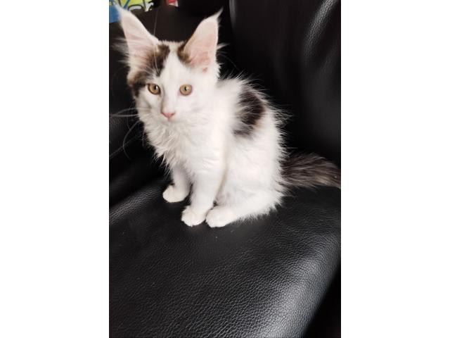Photo À vendre : Magnifique chaton Maine Coon tricolore (femelle) avec Pédigrées image 2/2