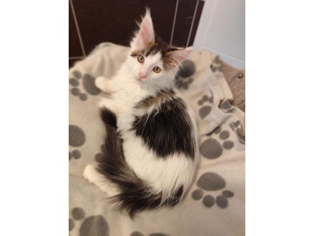 Photo À vendre : Magnifiques chatons Maine Coon tricolores avec Pédigrées image 2/2