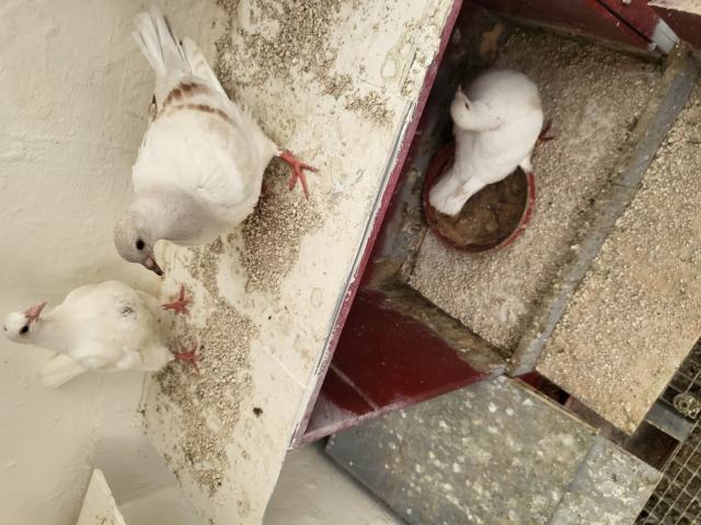 Photo a vendre pigeonneau texan pur race 2025 image 2/2