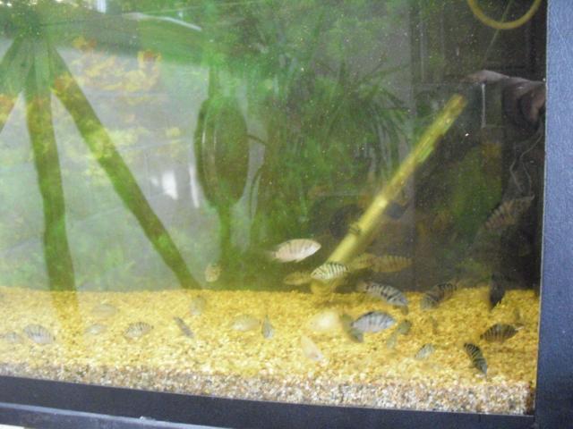 Photo A vendre poissons Amatilania Nigrofasciata cichlidés d'Amérique image 2/4