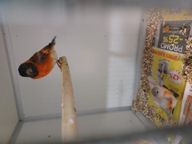 Photo A vendre tarin rouge du Vénézuela image 2/5