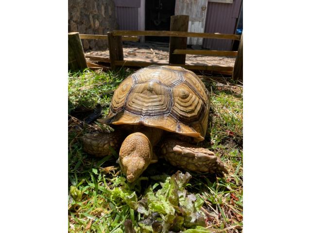 Photo À vendre tortues Sulcata image 2/3