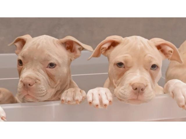 Photo À vendre très beaux chiots américain Bully pocket image 2/3
