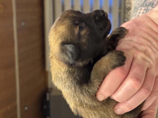 Photo À vendre très beaux chiots berger malinois image 2/6