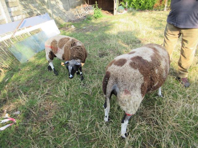 Photo A vendre une brebis et un bélier image 2/4
