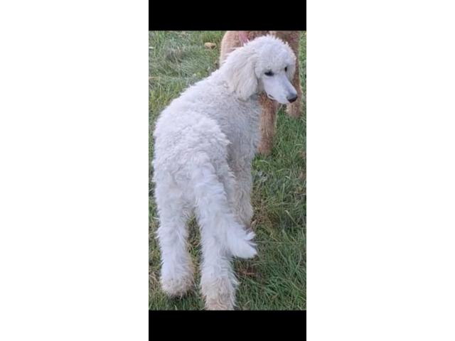 Photo Adorable caniche royal image 2/3