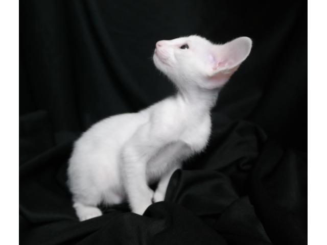 Photo Adorable chaton oriental blanc (Foreign White) image 2/6