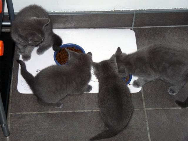 Photo Adorable chatons chartreux femelle et mâles. image 2/2
