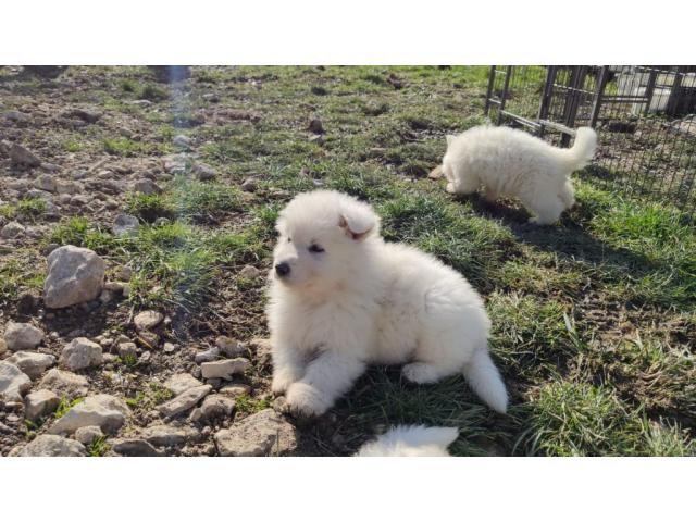 Photo Adorable chiot Berger Blanc Suisse image 2/2