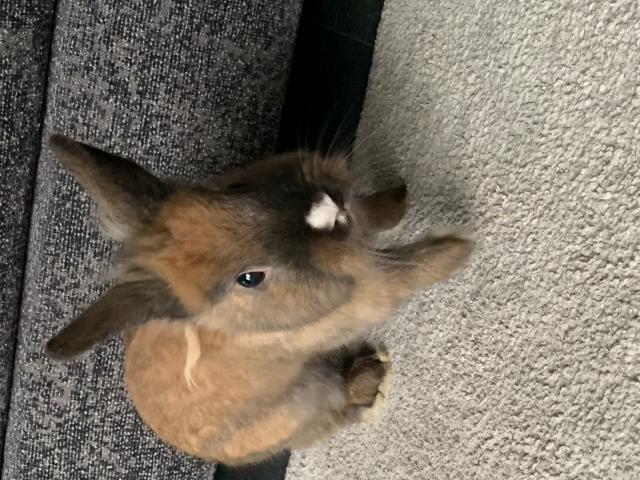 Photo Adorable petit lapin nain de 9 mois à donner image 2/2