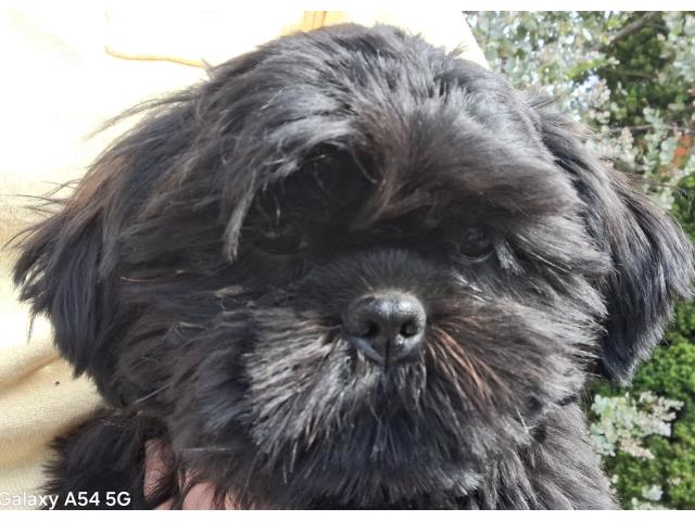 Photo Adorable shih-tzu mâle image 2/2