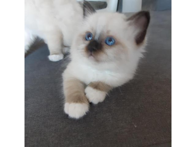 Photo Adorables bébés Sacré de Birmanie image 2/3