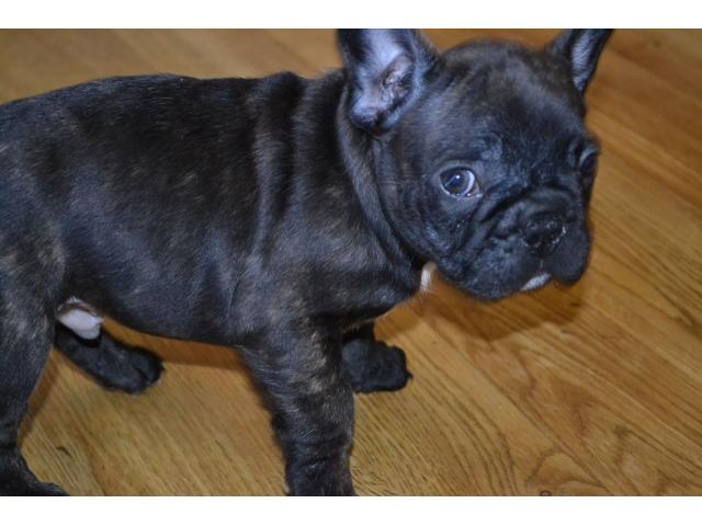 Photo Adorables bouledogue francais dispo image 2/2